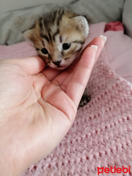 Tekir Kedi, Kedi  İsimsiz fotoğrafı