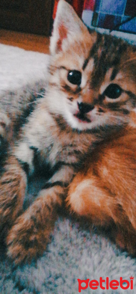 Tekir Kedi, Kedi  İsimsiz fotoğrafı