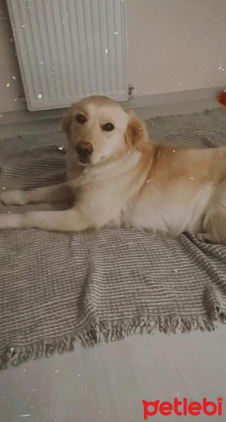Golden Retriever, Köpek  Lina fotoğrafı