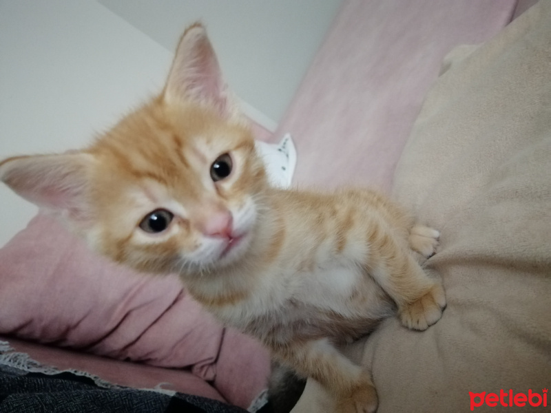 Sarman, Kedi  İsimsiz fotoğrafı