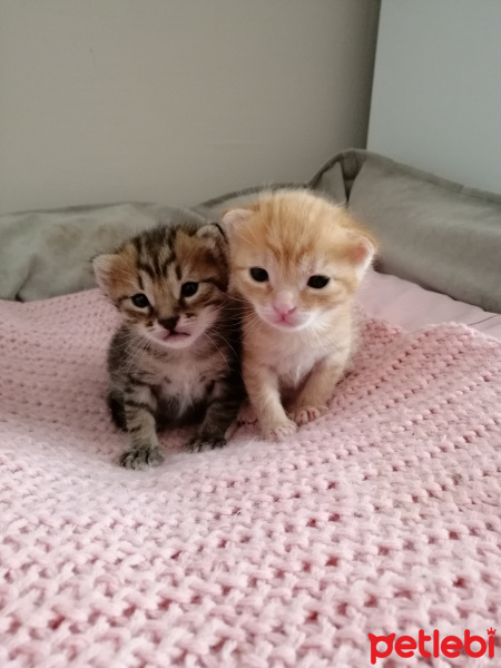Sarman, Kedi  İsimsiz fotoğrafı