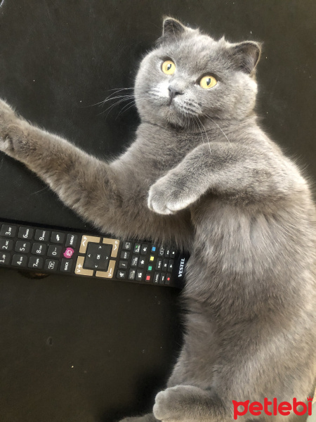 Scottish Fold, Kedi  Pablo fotoğrafı