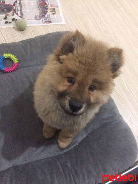 Chow Chow (çin Aslanı), Köpek  tokyo fotoğrafı