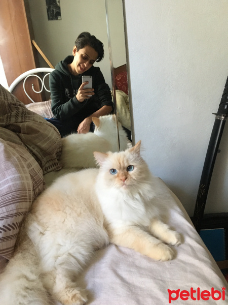 İran Kedisi (Persian), Kedi  Venüs fotoğrafı