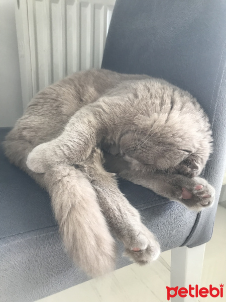 Scottish Fold, Kedi  Mia fotoğrafı