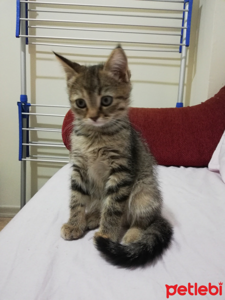 Sarman, Kedi  İsimsiz fotoğrafı