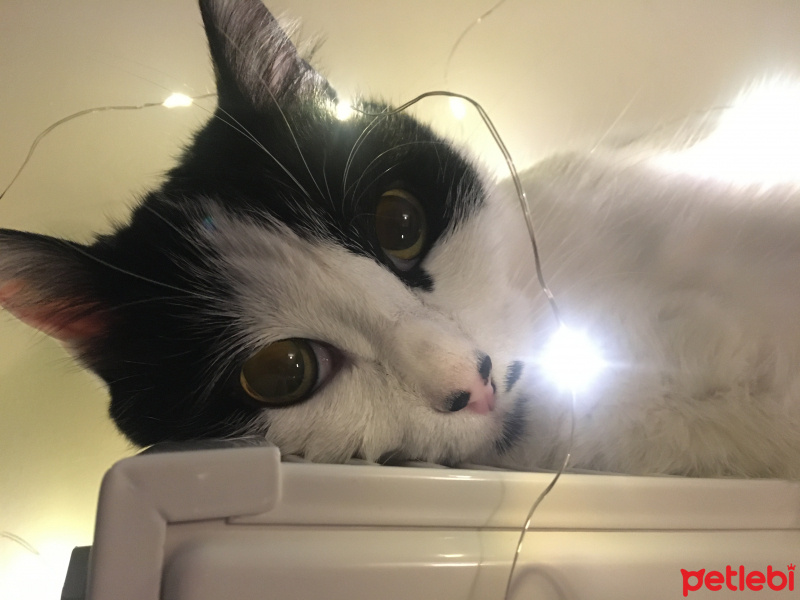 Tekir Kedi, Kedi  Misha fotoğrafı