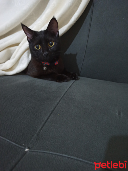 Bombay, Kedi  Nigga fotoğrafı