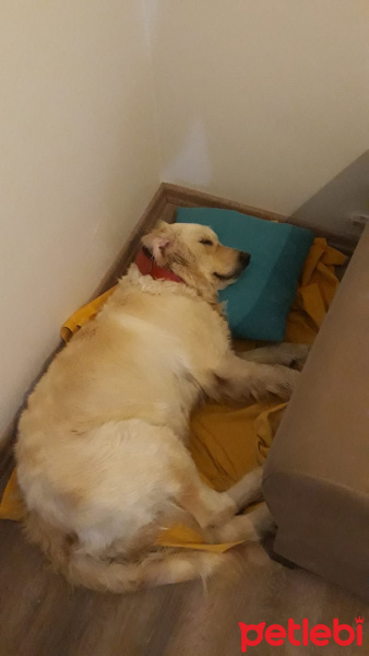 Golden Retriever, Köpek  Lily fotoğrafı