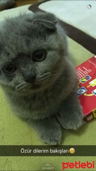 Scottish Fold, Kedi  Yoda fotoğrafı