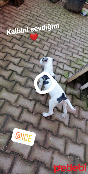 Boxer, Köpek  Ice fotoğrafı