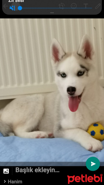 Sibirya Kurdu (Husky), Köpek  Buz fotoğrafı