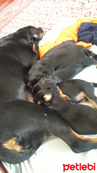 Rottweiler, Köpek  Baileys fotoğrafı