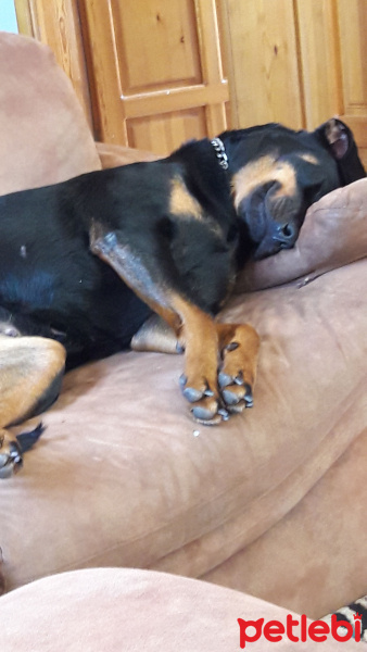 Rottweiler, Köpek  Baileys fotoğrafı