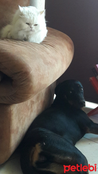 Rottweiler, Köpek  Baileys fotoğrafı
