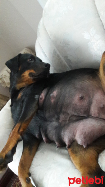 Rottweiler, Köpek  Baileys fotoğrafı