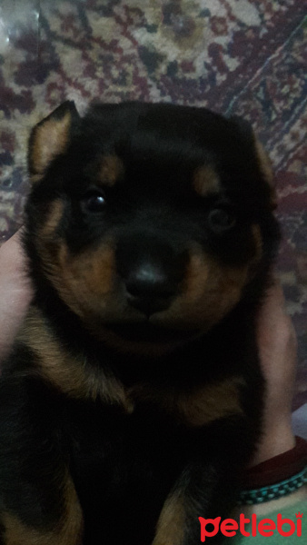 Rottweiler, Köpek  Baileys fotoğrafı