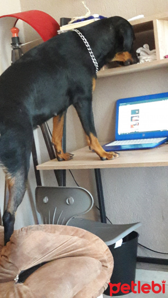 Rottweiler, Köpek  Baileys fotoğrafı