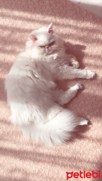 İran Kedisi (Persian), Kedi  Sushi fotoğrafı
