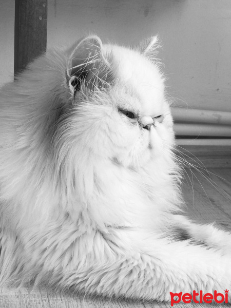 İran Kedisi (Persian), Kedi  Sushi fotoğrafı