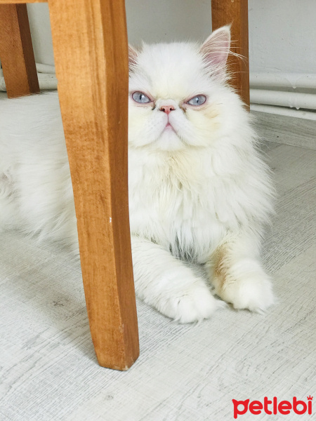 İran Kedisi (Persian), Kedi  Sushi fotoğrafı