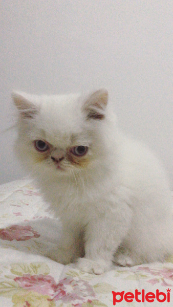 İran Kedisi (Persian), Kedi  Sushi fotoğrafı
