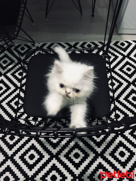 İran Kedisi (Persian), Kedi  Sushi fotoğrafı