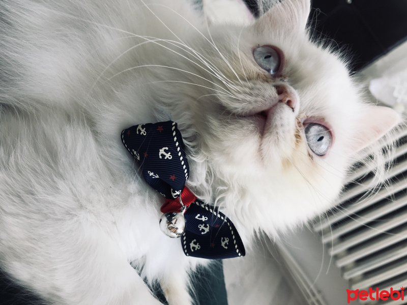 İran Kedisi (Persian), Kedi  Sushi fotoğrafı