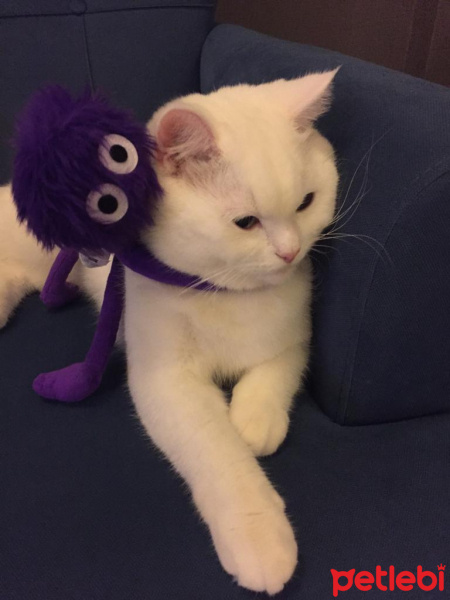 British Shorthair, Kedi  Pako fotoğrafı