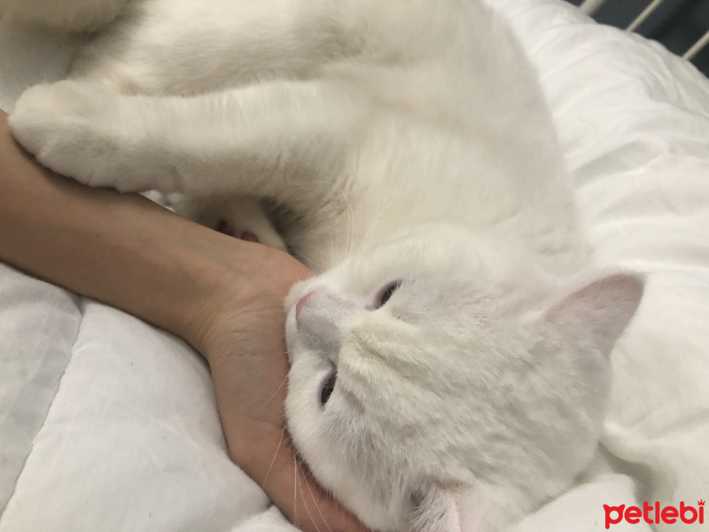 British Shorthair, Kedi  Pako fotoğrafı