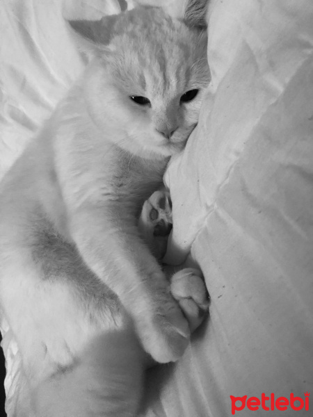 British Shorthair, Kedi  Pako fotoğrafı