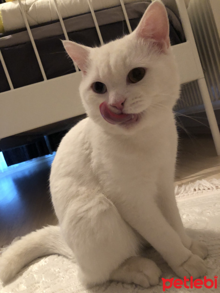 British Shorthair, Kedi  Pako fotoğrafı