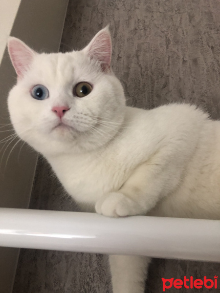 British Shorthair, Kedi  Pako fotoğrafı
