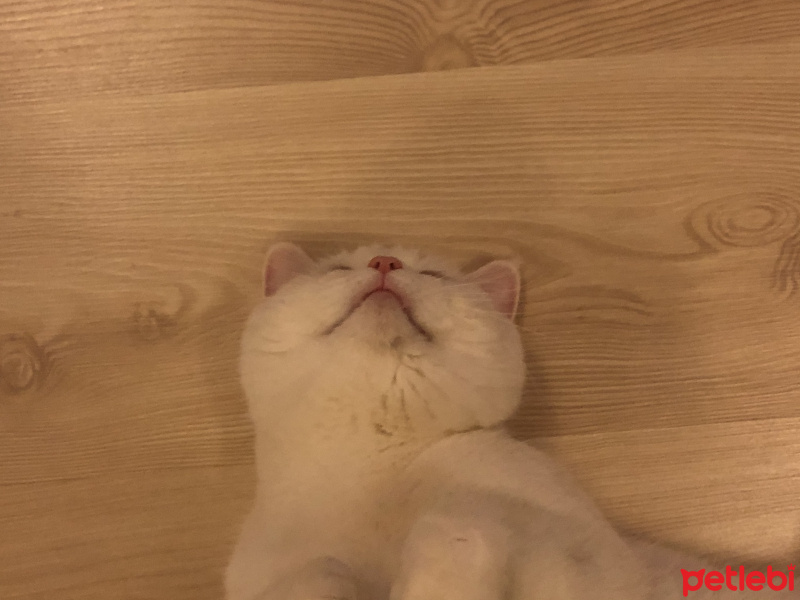 British Shorthair, Kedi  Pako fotoğrafı