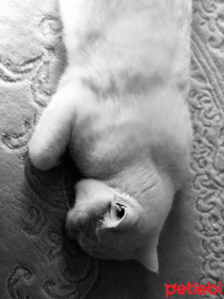 British Shorthair, Kedi  Pako fotoğrafı