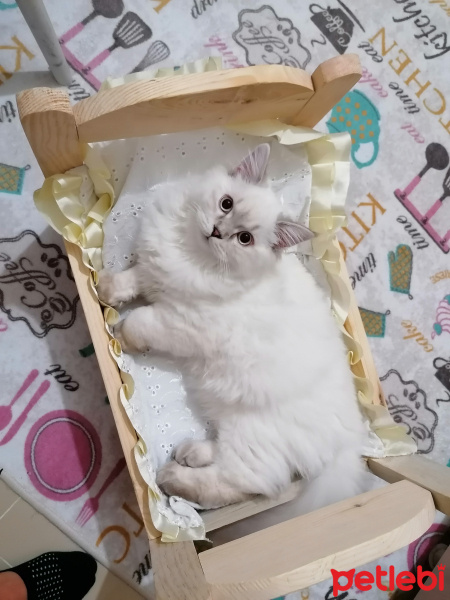 British Shorthair, Kedi  Vanilya fotoğrafı