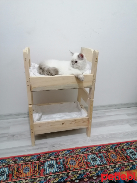 British Shorthair, Kedi  Vanilya fotoğrafı