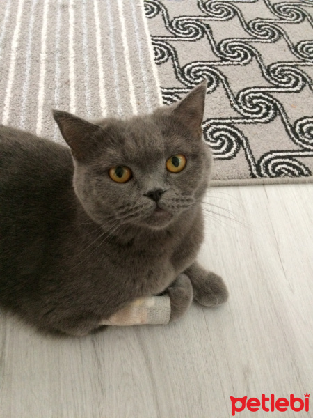 British Shorthair, Kedi  Mia fotoğrafı