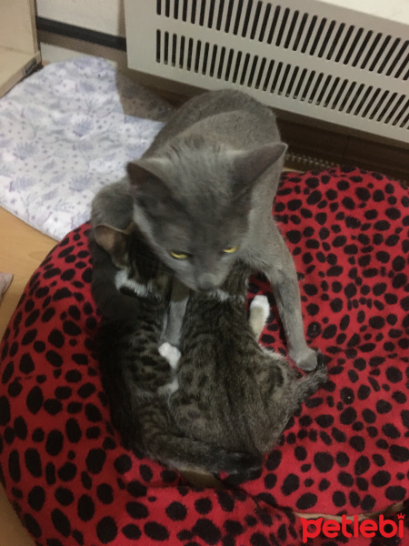 Tekir Kedi, Kedi  Duman,bıcır,bücür fotoğrafı