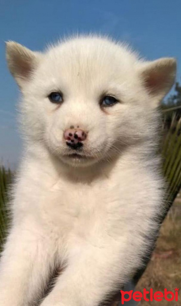 Sibirya Kurdu (Husky), Köpek  Lumi fotoğrafı