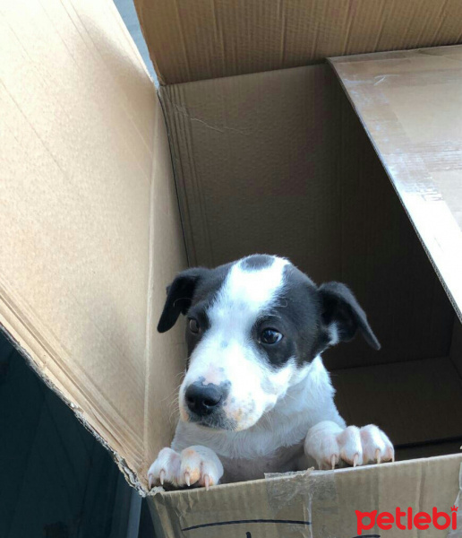 Amerikan Staffordshire Terrier, Köpek  Pablo fotoğrafı