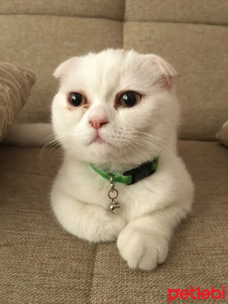 Scottish Fold, Kedi  PYHTA fotoğrafı