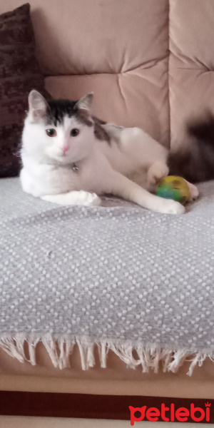 Sarman, Kedi  Badem fotoğrafı