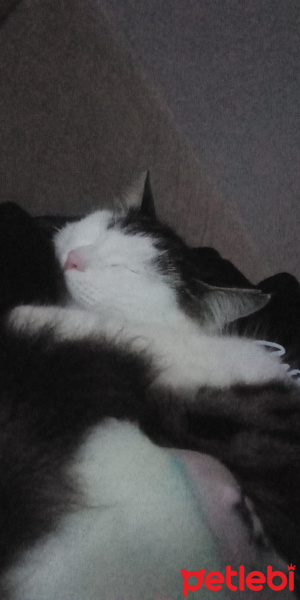 Sarman, Kedi  Badem fotoğrafı