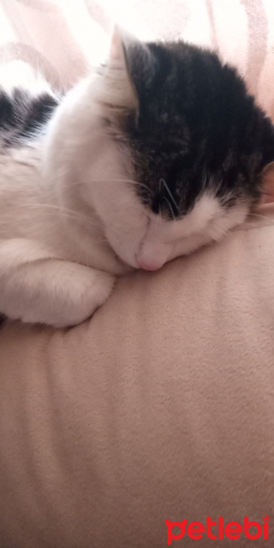 Sarman, Kedi  Badem fotoğrafı