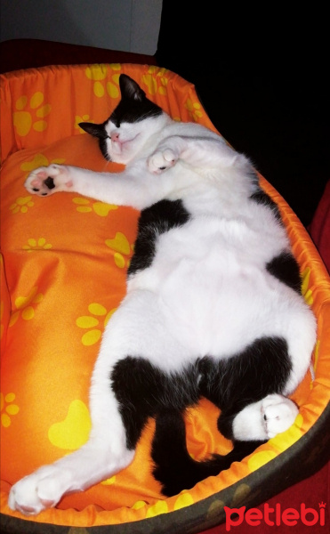 Tuxedo (Smokin) Kedi, Kedi  Uzay fotoğrafı