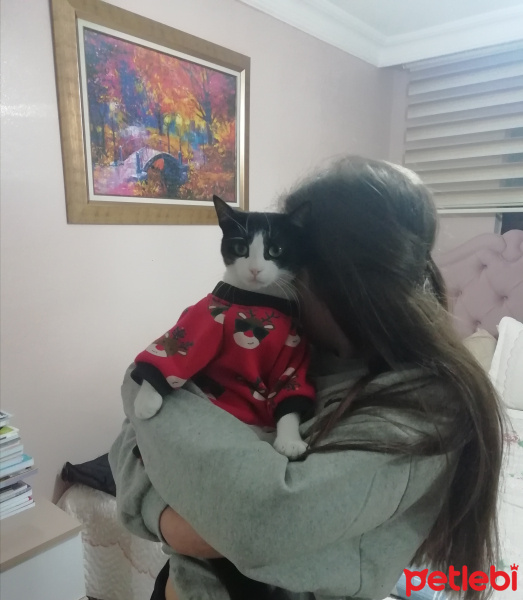 Tuxedo (Smokin) Kedi, Kedi  Uzay fotoğrafı