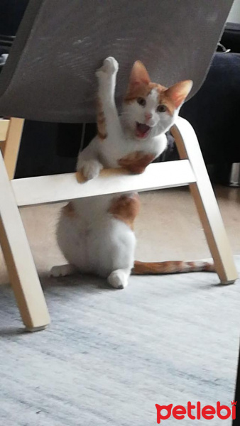 Sarman, Kedi  Nexus fotoğrafı