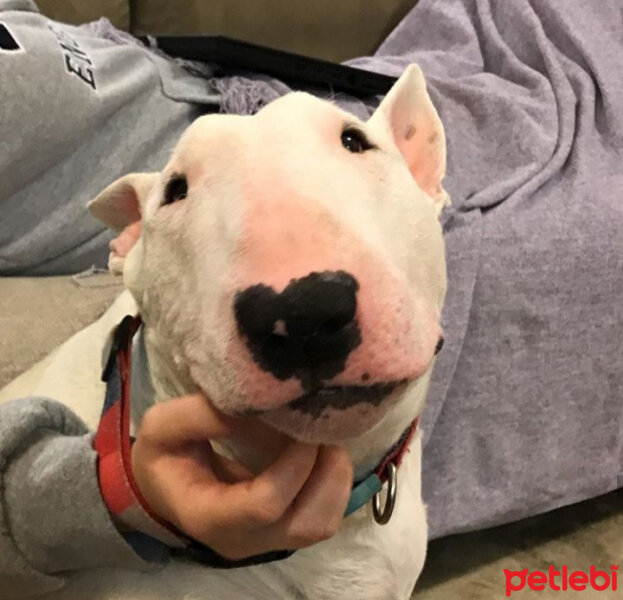 Bull Terrier, Köpek  Çağen fotoğrafı