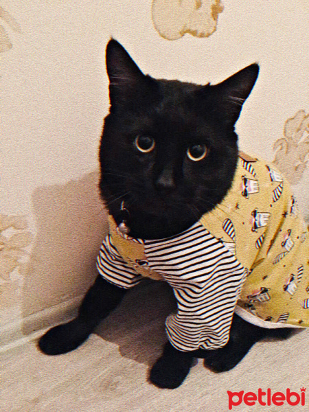 Tekir Kedi, Kedi  Bulut fotoğrafı